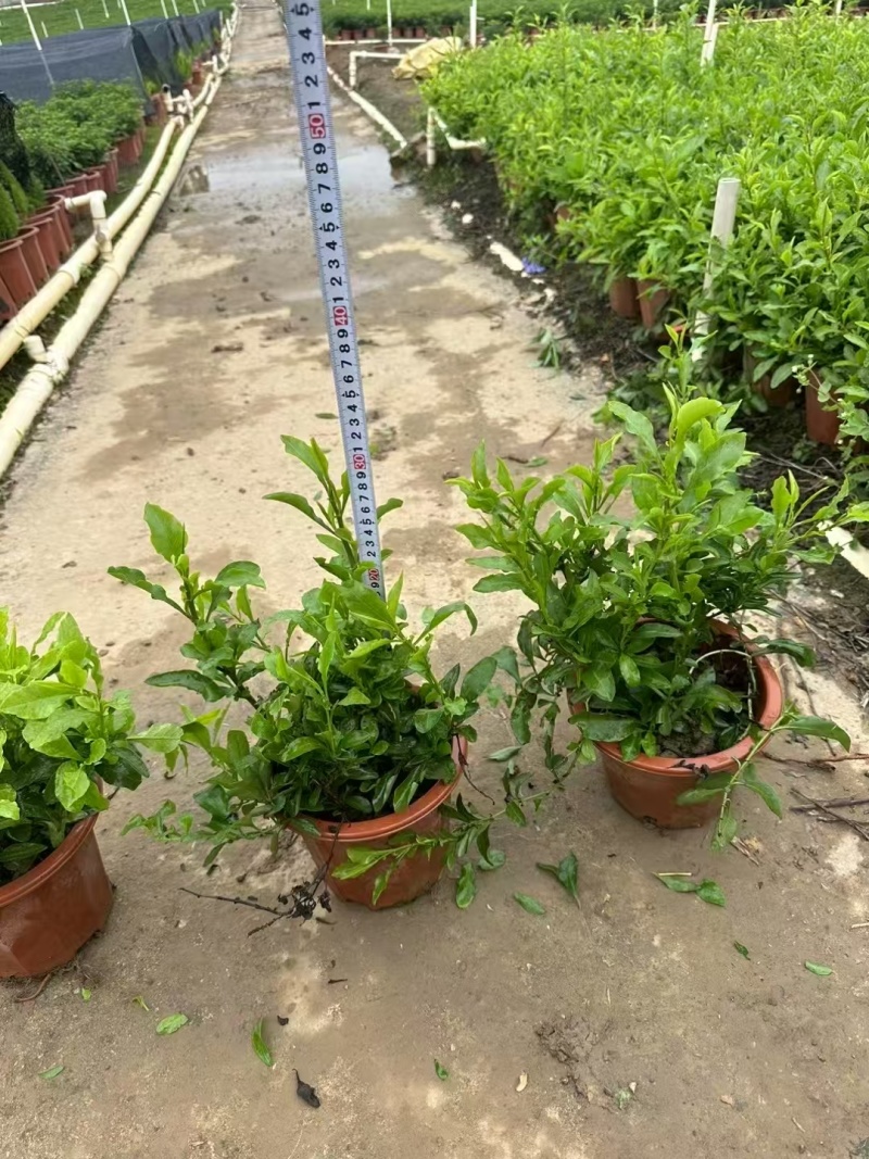 精品蓝雪花基地自产自销