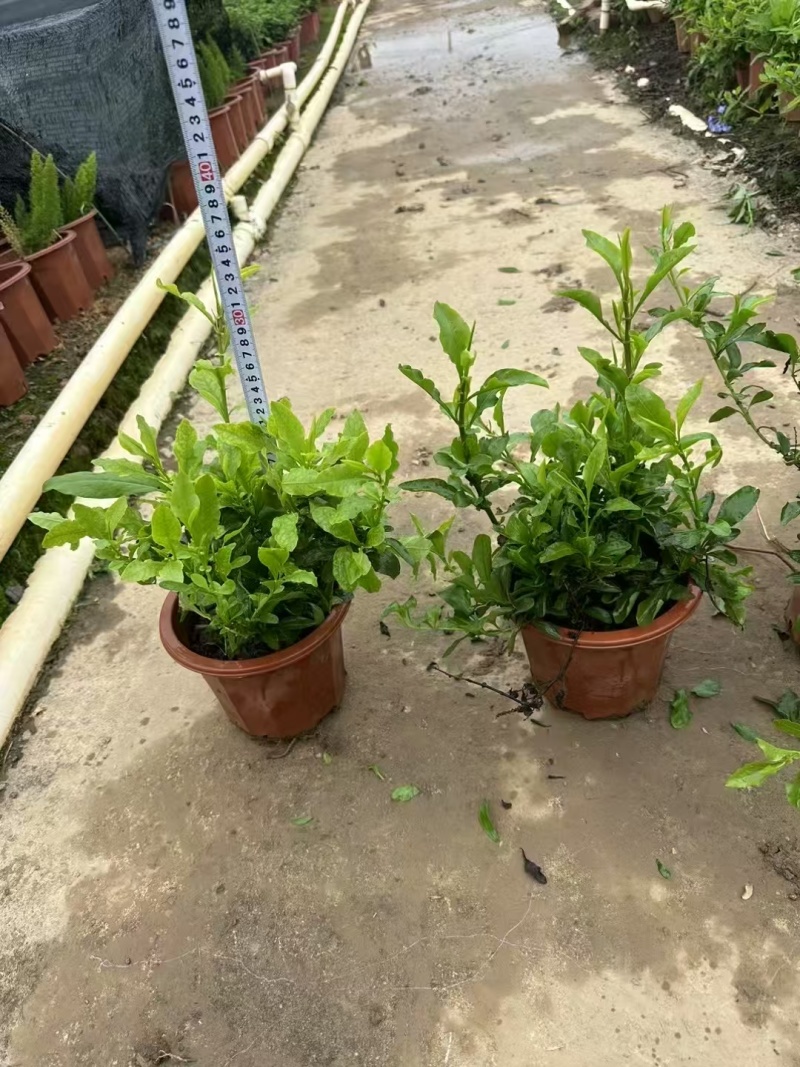 精品蓝雪花基地自产自销