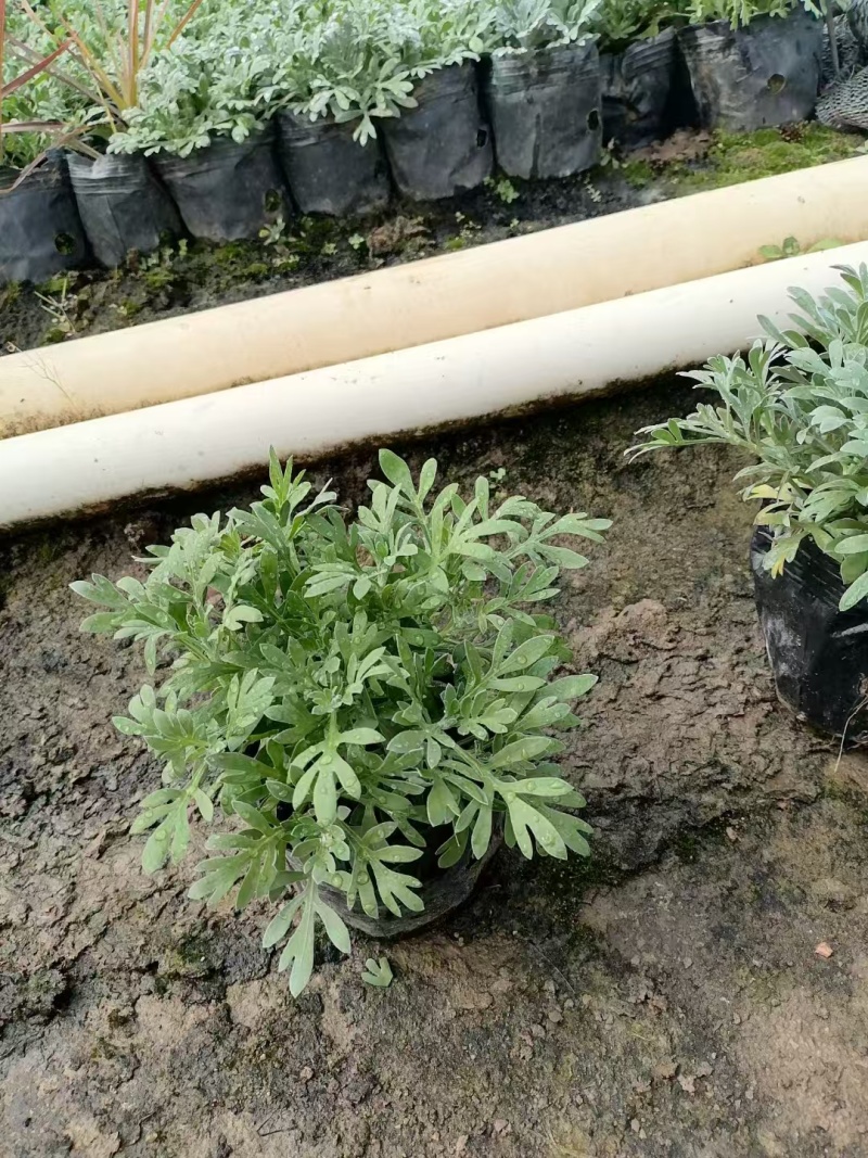 精品芙蓉菊基地直发