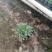 精品芙蓉菊基地直发