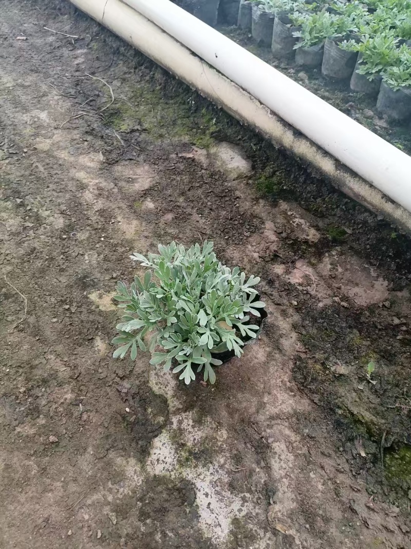 精品芙蓉菊基地直发