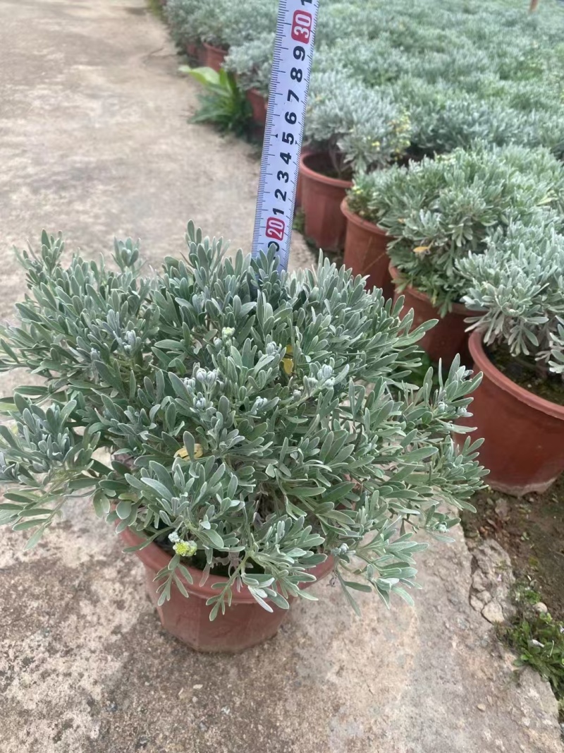 精品芙蓉菊基地直发