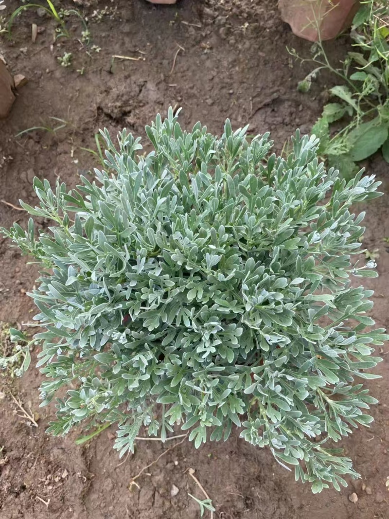精品芙蓉菊基地直发