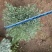 精品芙蓉菊基地直发