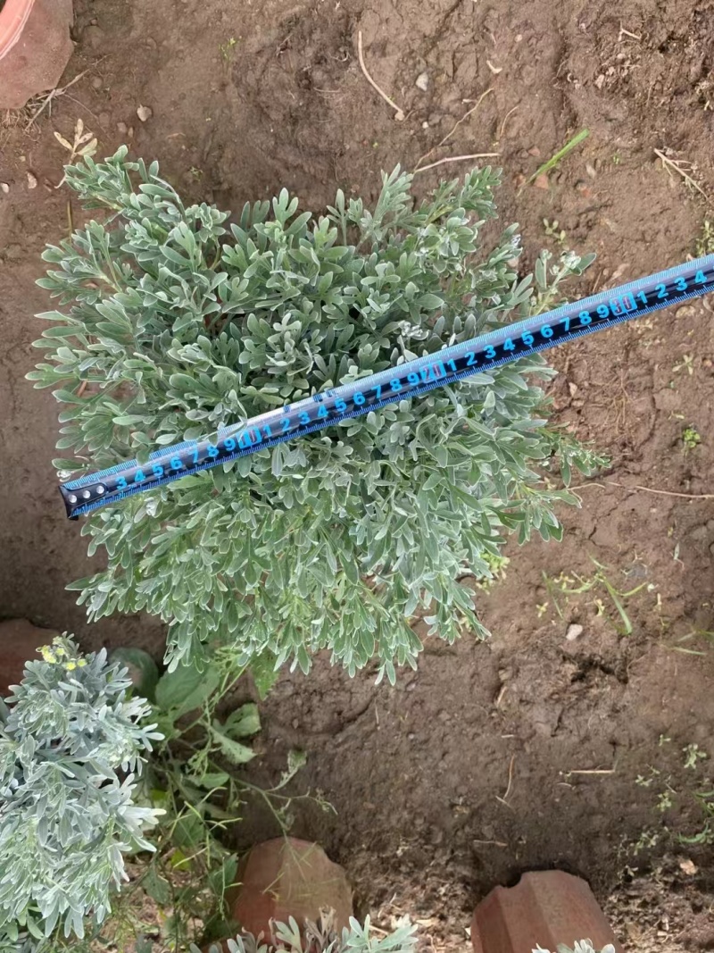 精品芙蓉菊基地直发