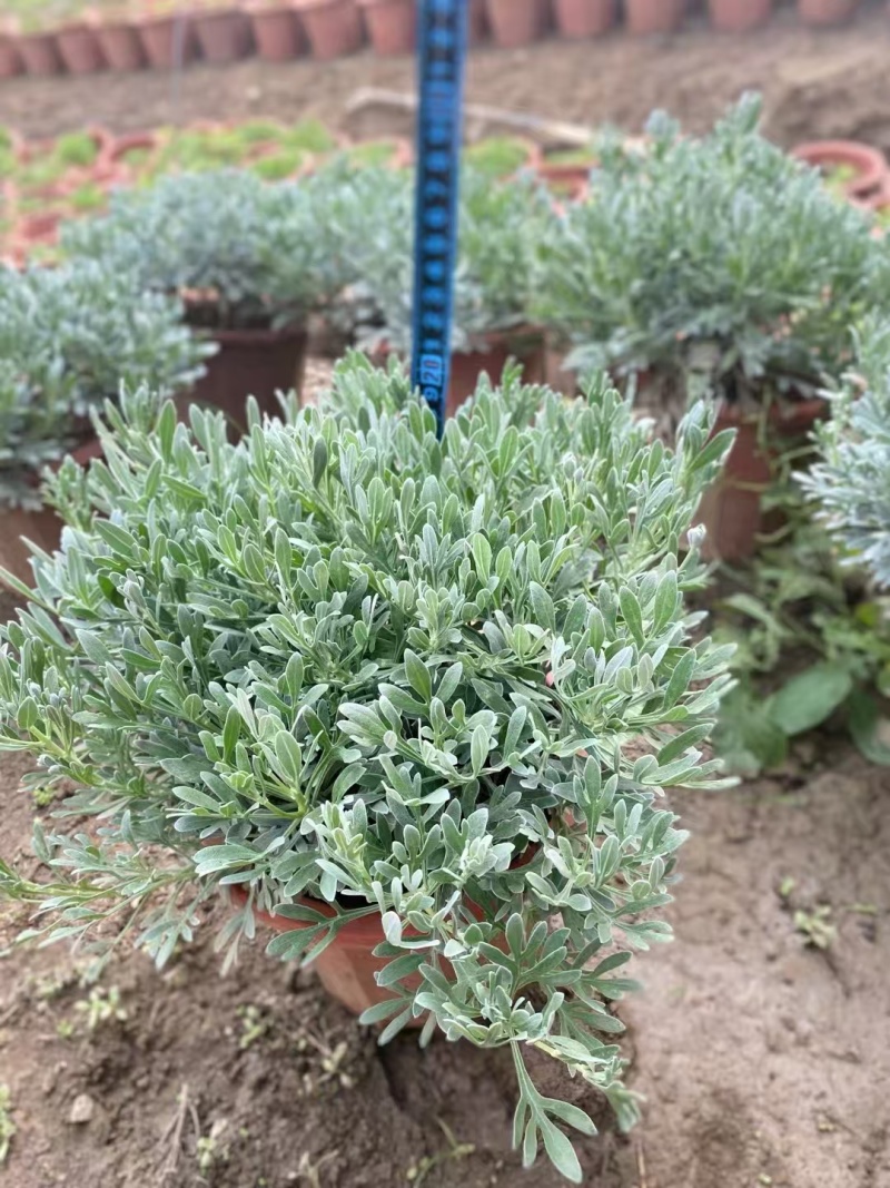 精品芙蓉菊基地直发