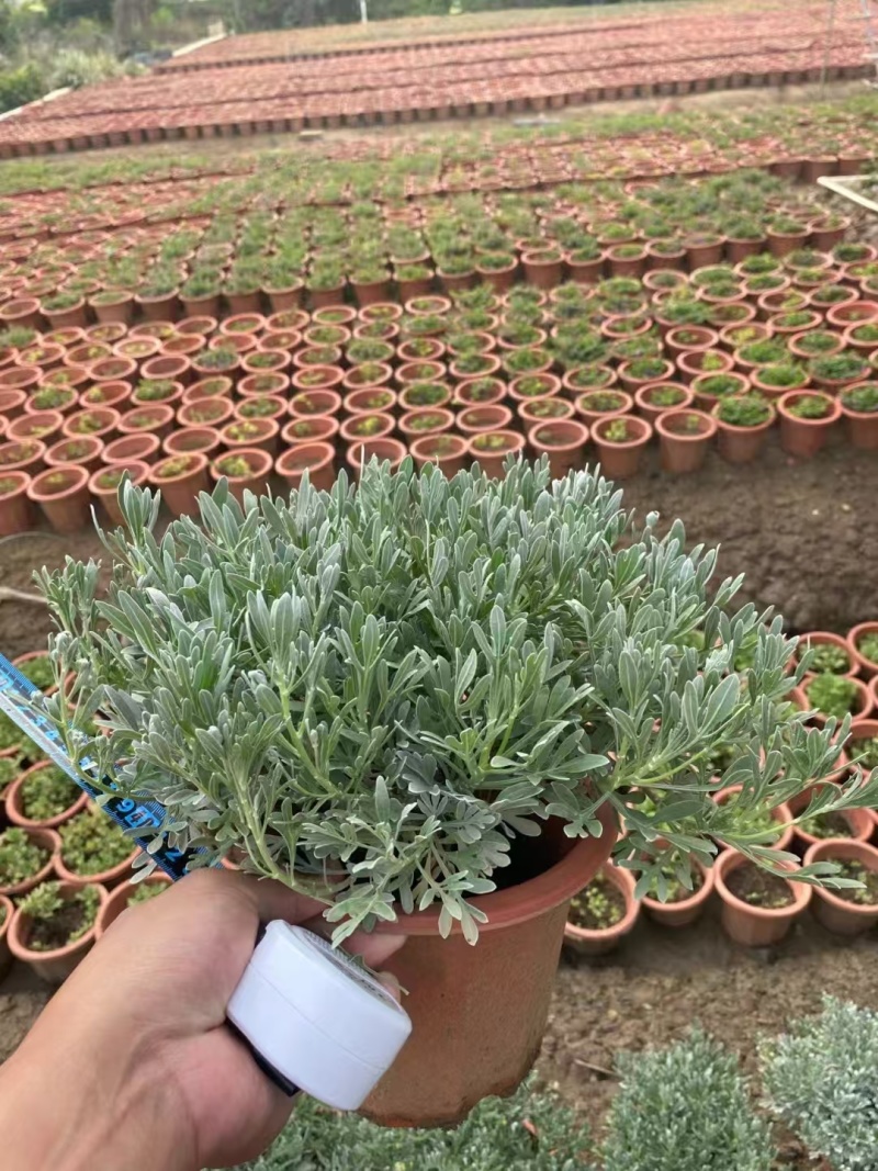 精品芙蓉菊基地直发
