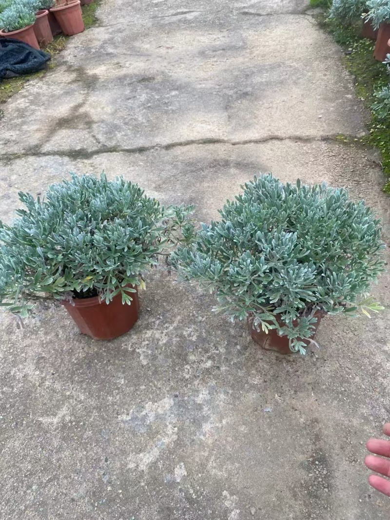 精品芙蓉菊基地直发