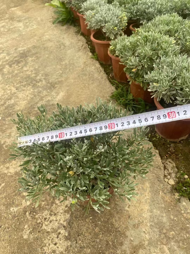 精品芙蓉菊基地直发