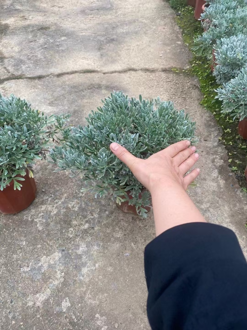 精品芙蓉菊基地直发