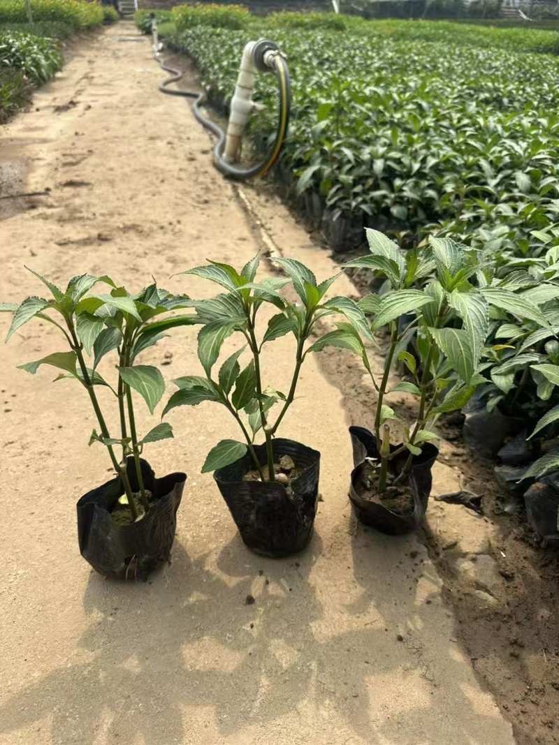 精品叉花草基地直发