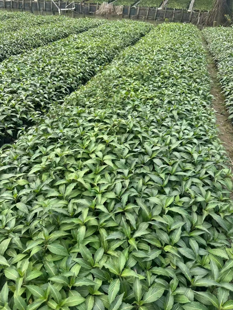 精品叉花草基地直发