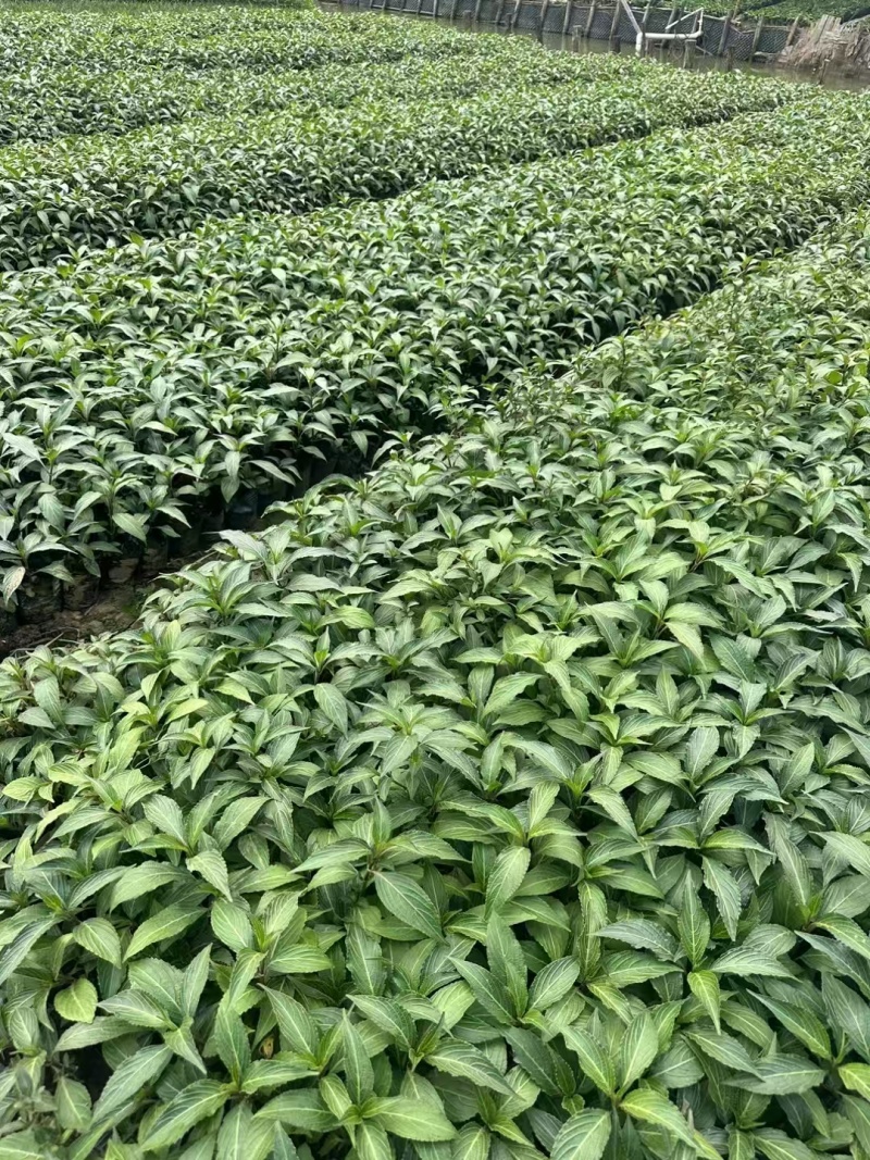 精品叉花草基地直发