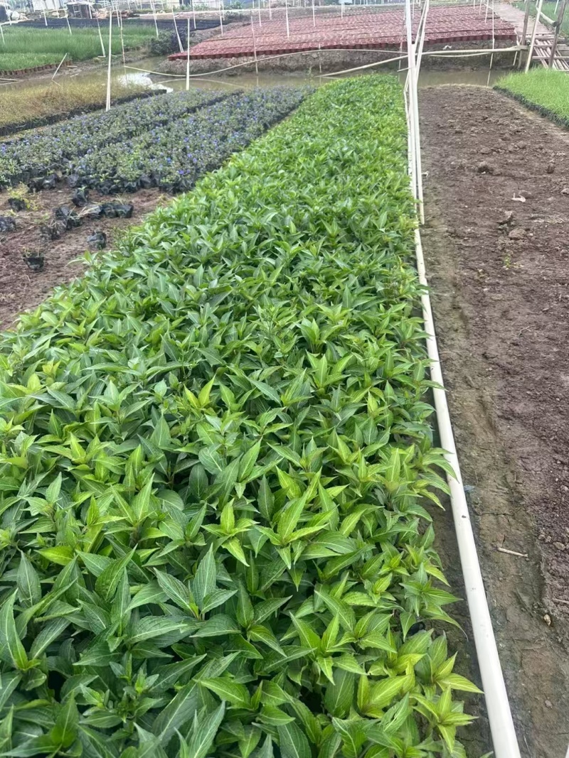 精品叉花草基地直发