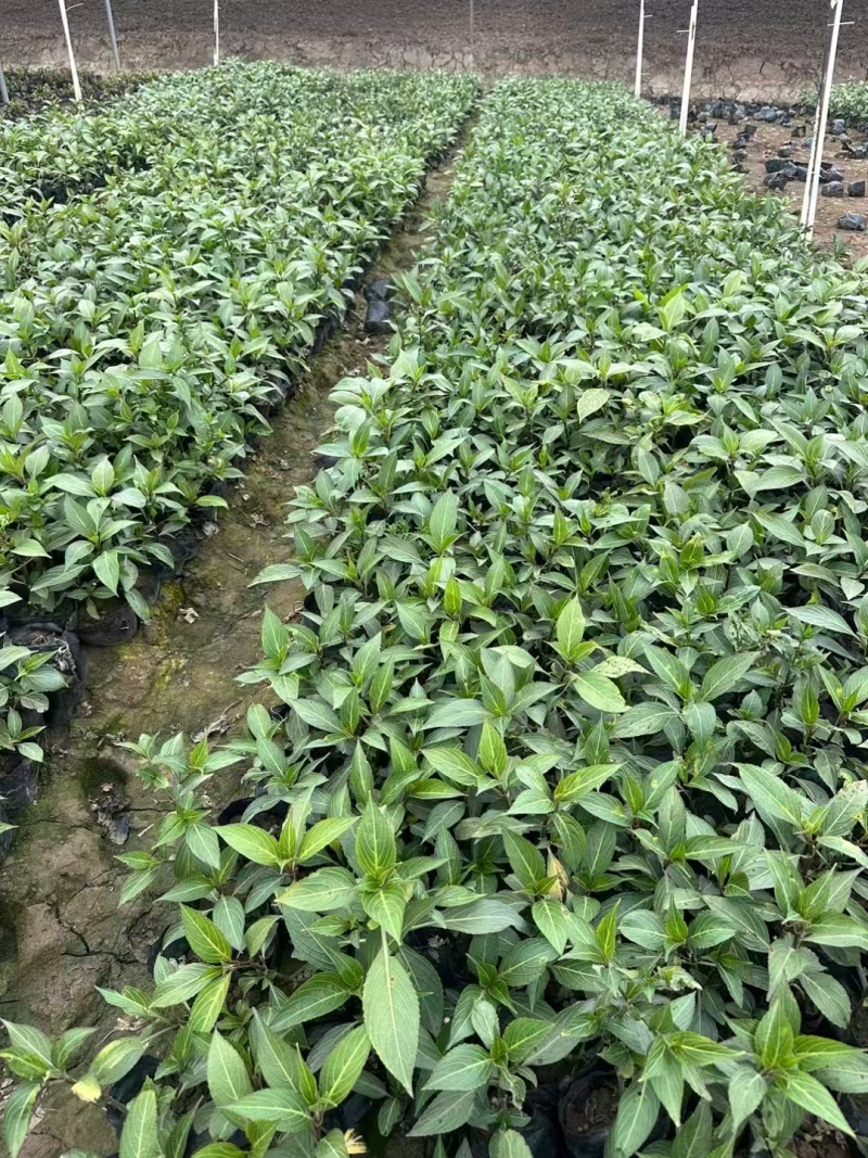 精品叉花草基地直发