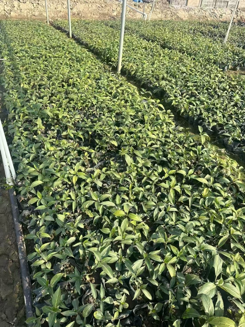 精品叉花草基地直发