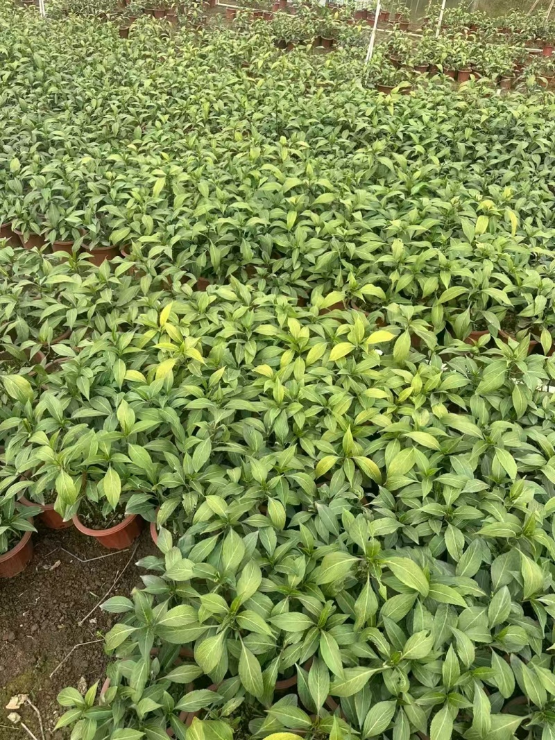 精品叉花草基地直发
