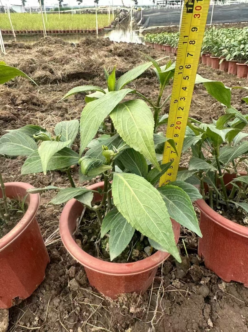 精品叉花草基地直发