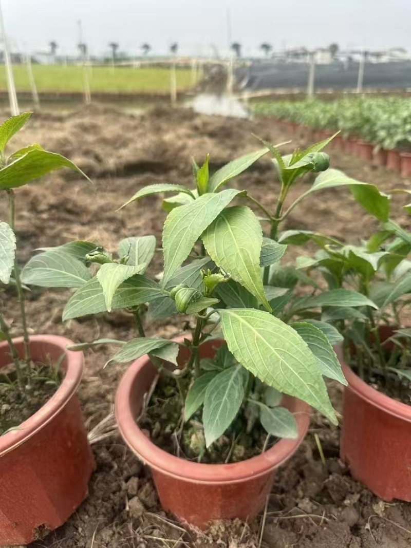 精品叉花草基地直发