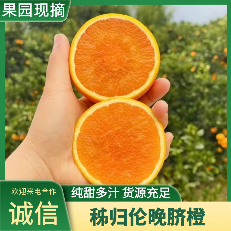伦晚脐橙湖北脐橙大量现货供应，规格齐全，可视频看货发全国