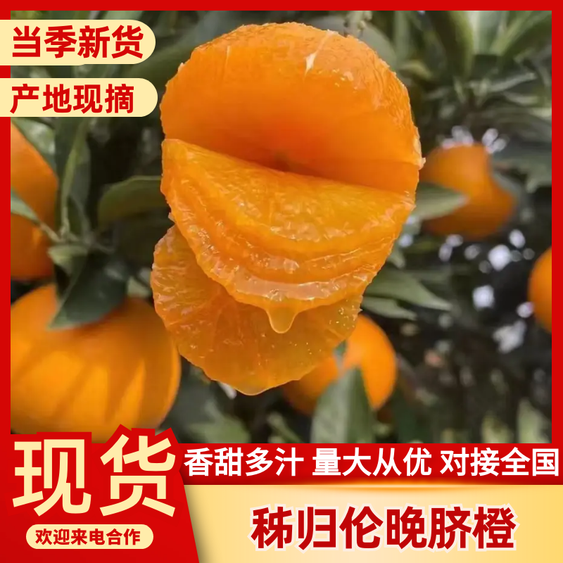 伦晚脐橙湖北橙子，皮薄多汁，一手货源充足可视频看货发全国