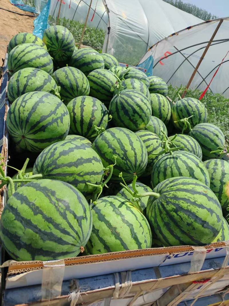 河南夏邑县西瓜产区，大量上市，美都，711西瓜