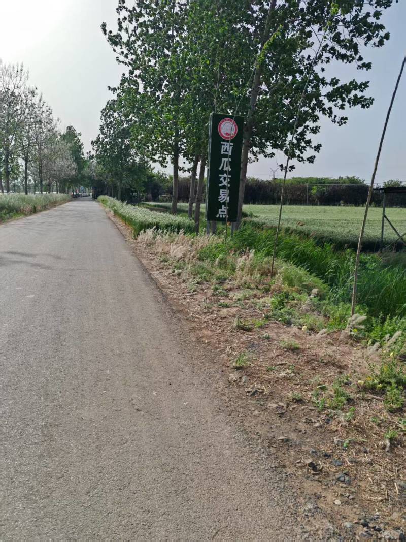 河南夏邑县西瓜产区，大量上市，美都，711西瓜