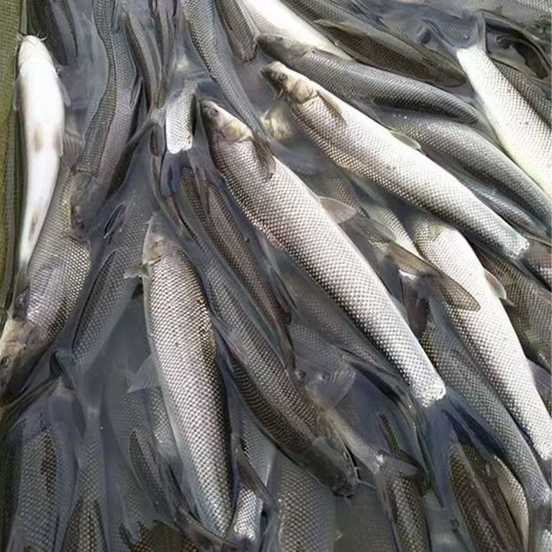 【荐】重庆银鳕鱼苗品种齐全品质保障长期稳定供应批发团购