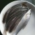 【荐】重庆银鳕鱼苗品种齐全品质保障长期稳定供应批发团购