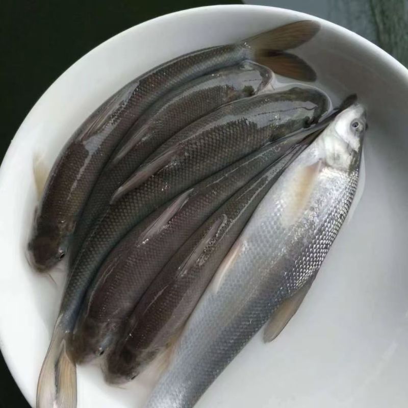 【荐】重庆银鳕鱼苗品种齐全品质保障长期稳定供应批发团购