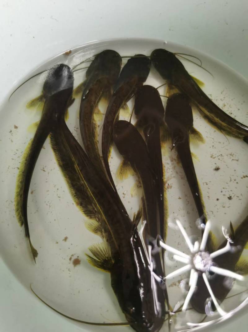 南方大口鲢鱼苗大量有货售后无忧欢迎新老客户采购