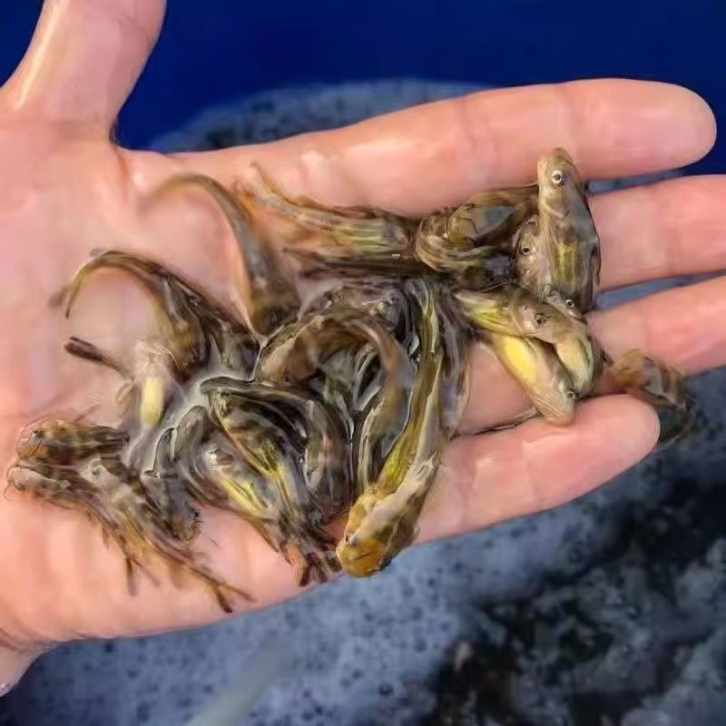 黄骨鱼苗大量有货售后无忧欢迎新老客户采购