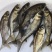 花鲢苗基地直发产地一条龙服务欢迎咨询
