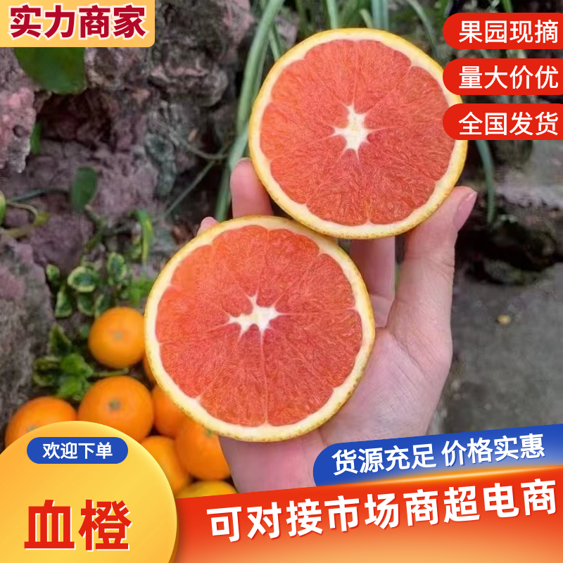 血橙秭归橙子保质保量水份充足入口化渣对接电商市场