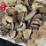 《精品》乌药大量有货精选药材品质保证可视频看货