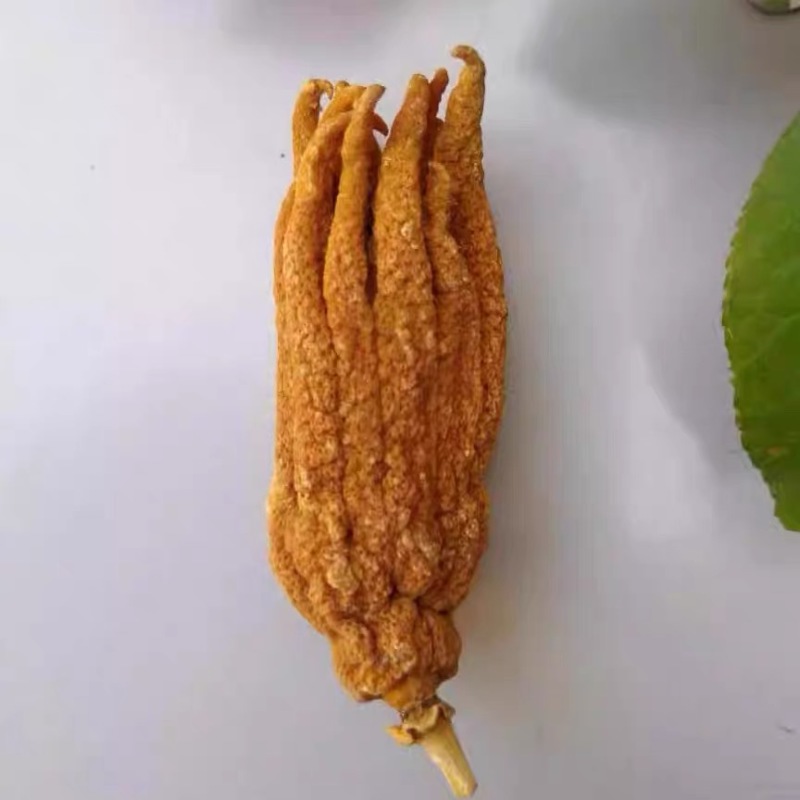 佛手佛手干果佛手整个佛手柑产地货源