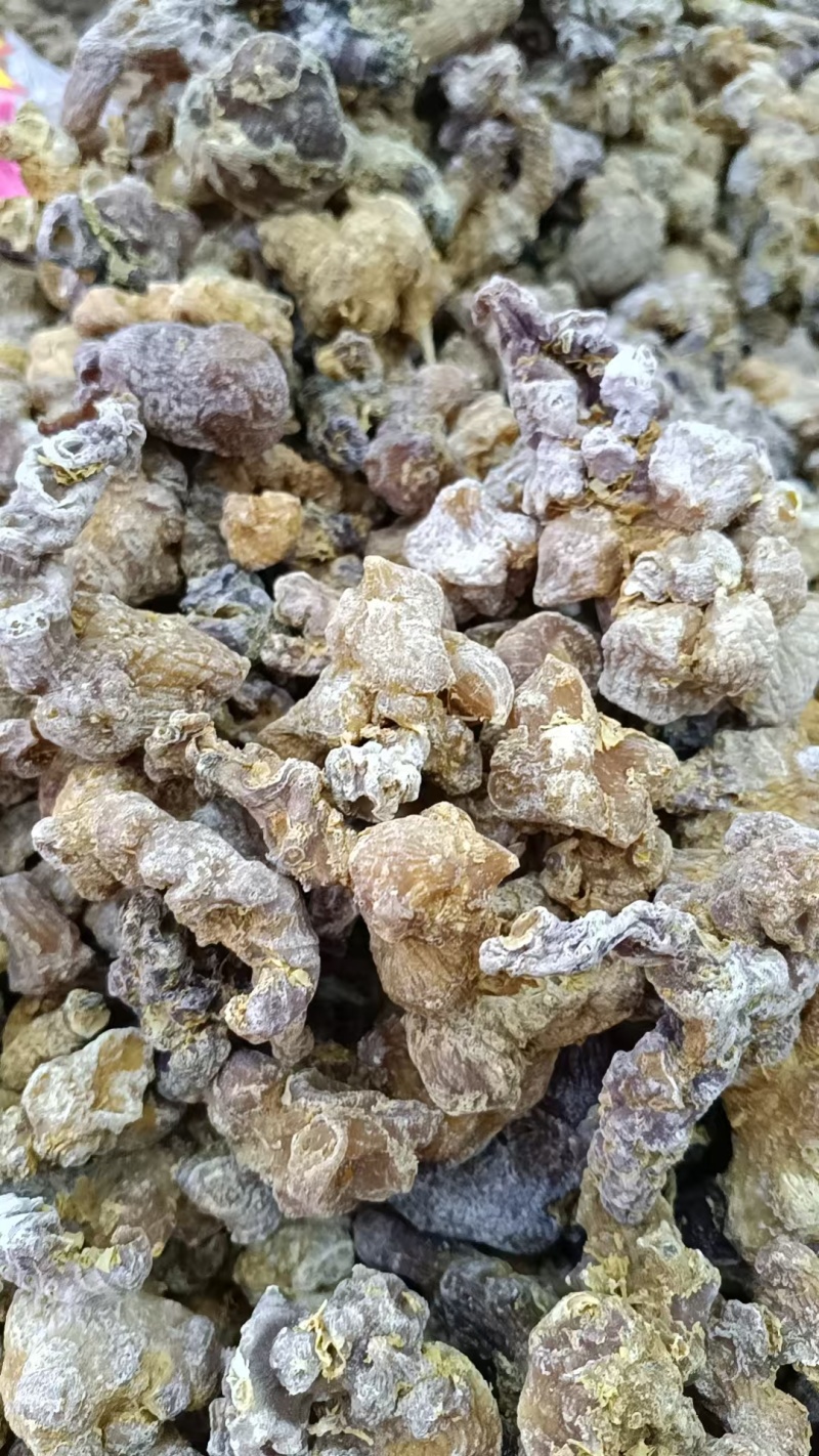 琥珀三七琥珀竹节参熟制竹节参当季新货一件代发