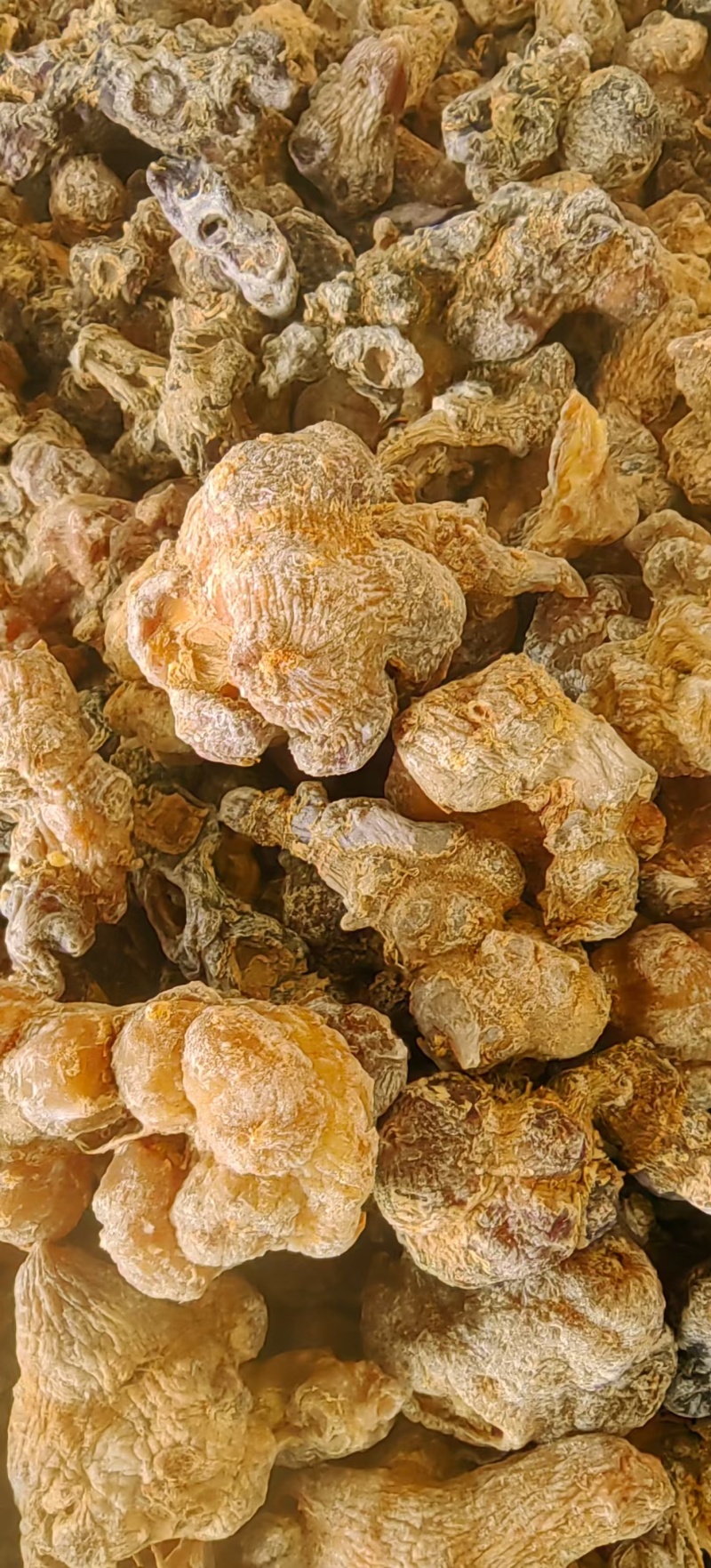 琥珀三七琥珀竹节参熟制竹节参当季新货一件代发