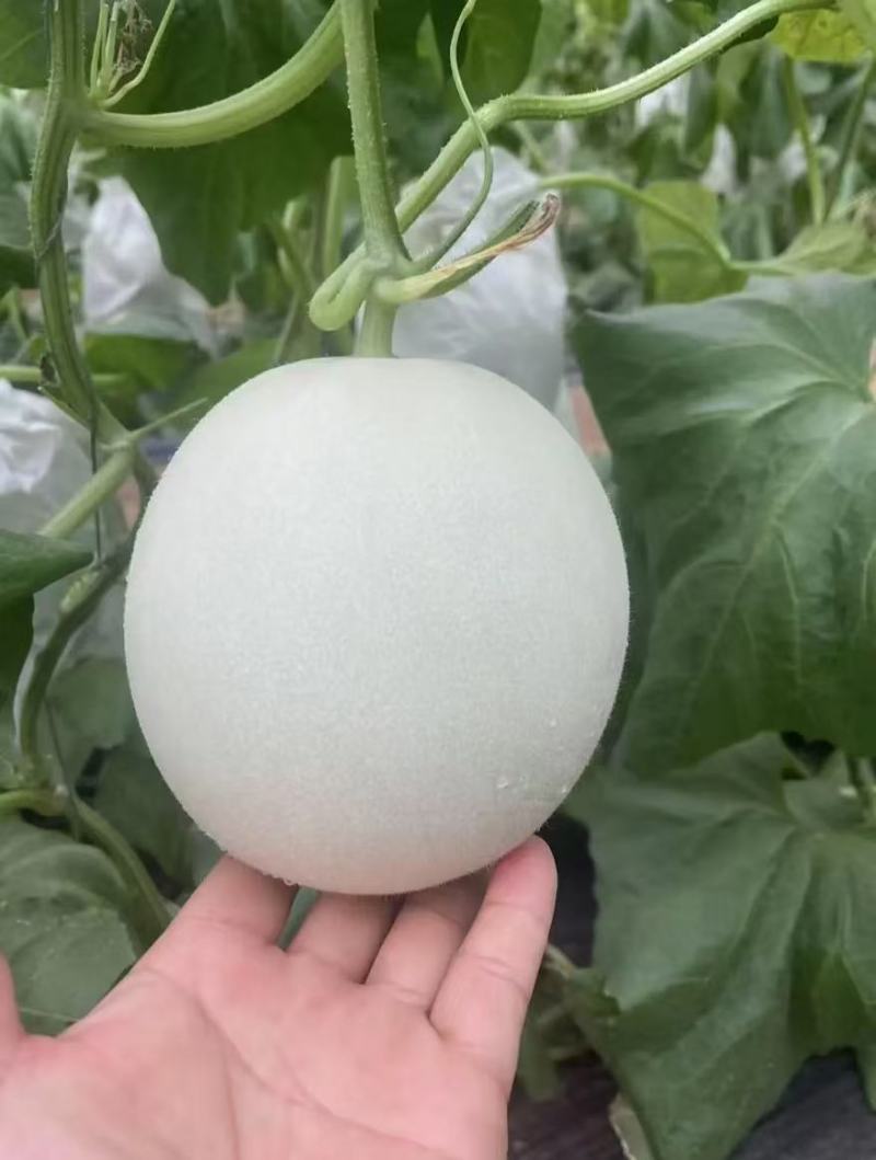 河北饶阳，产地玉菇甜瓜，常年热销。各种规格，包装齐全。