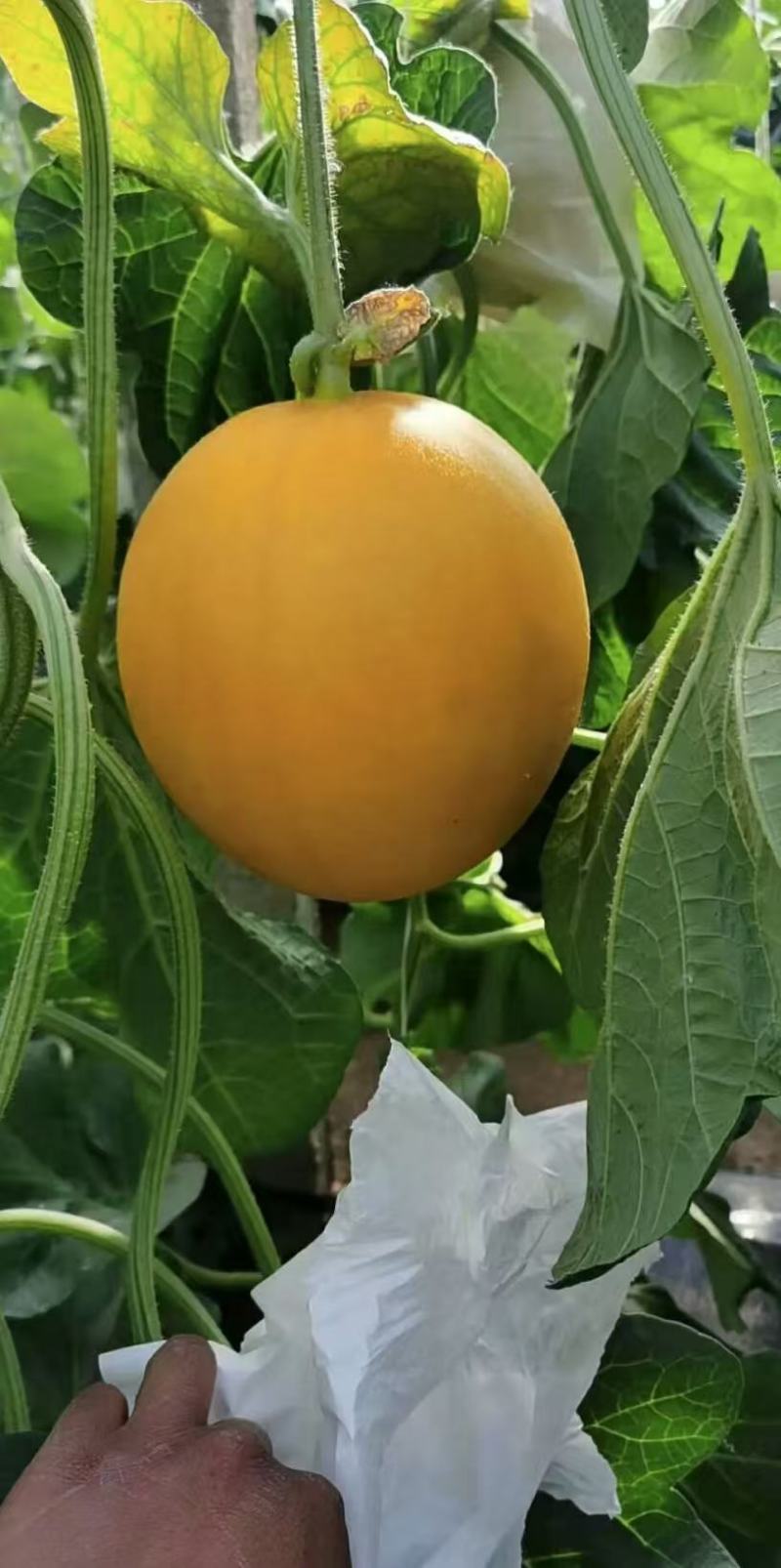 饶阳县冷棚精品久红瑞甜瓜！三斤以上，颜色赤红