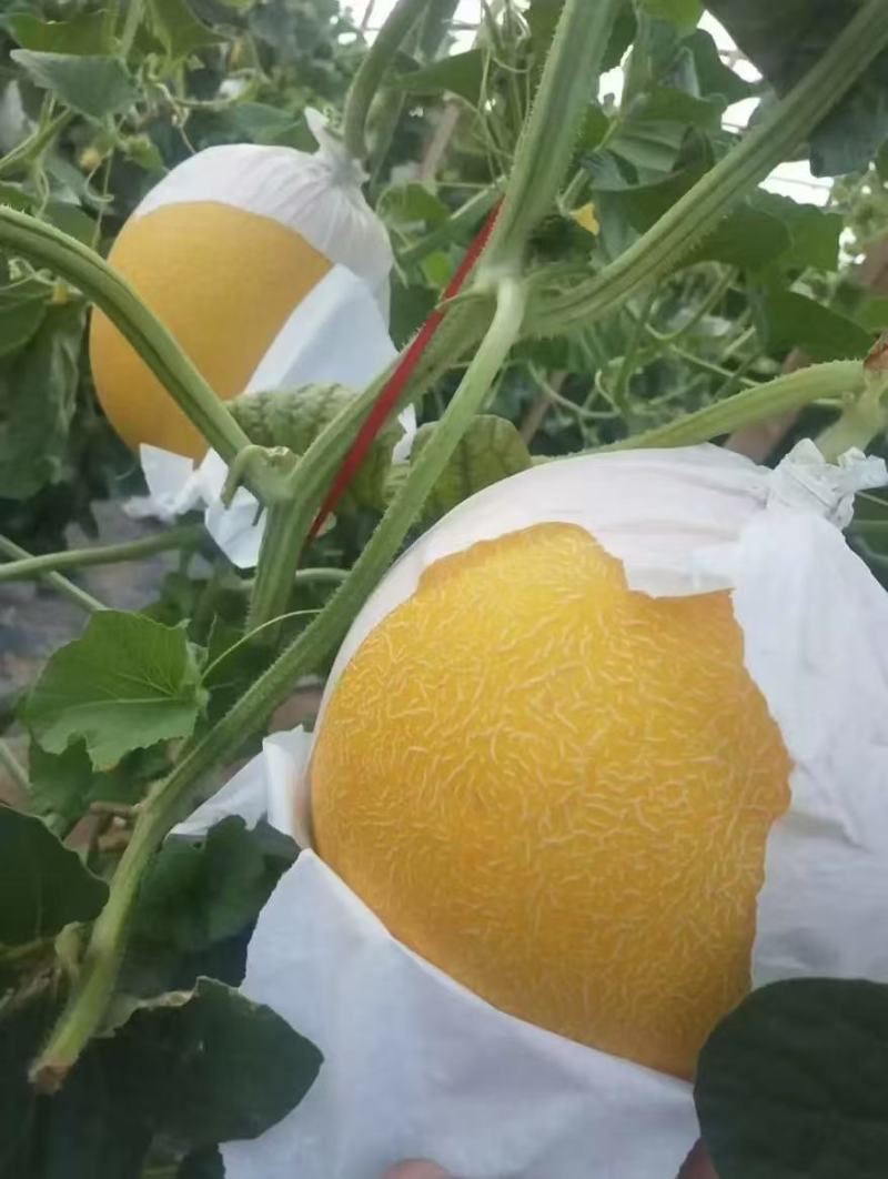 饶阳县冷棚精品久红瑞甜瓜！三斤以上，颜色赤红