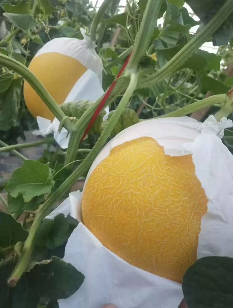饶阳县冷棚精品久红瑞甜瓜！三斤以上，颜色赤红