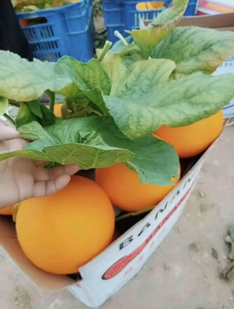 饶阳县冷棚精品久红瑞甜瓜！三斤以上，颜色赤红