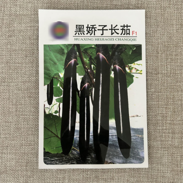 黑娇子长茄种子寿光早熟高产春秋四季茄子种植基地品种