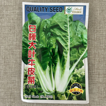 牛皮菜种子四季大叶根达菜籽厚皮菜春秋种植耐寒种植