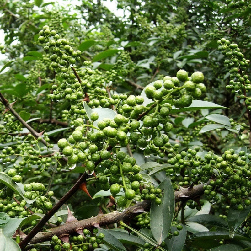 2025新上市生花椒酱原材料湿花椒干花椒青花椒麻椒藤