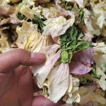 白牡丹干花白牡丹花瓣白牡丹花白牡丹干花白牡丹花瓣白牡批发