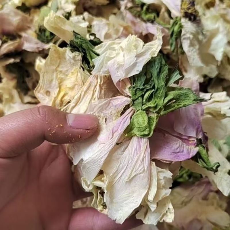 白牡丹干花白牡丹花瓣白牡丹花白牡丹干花白牡丹花瓣白牡批发