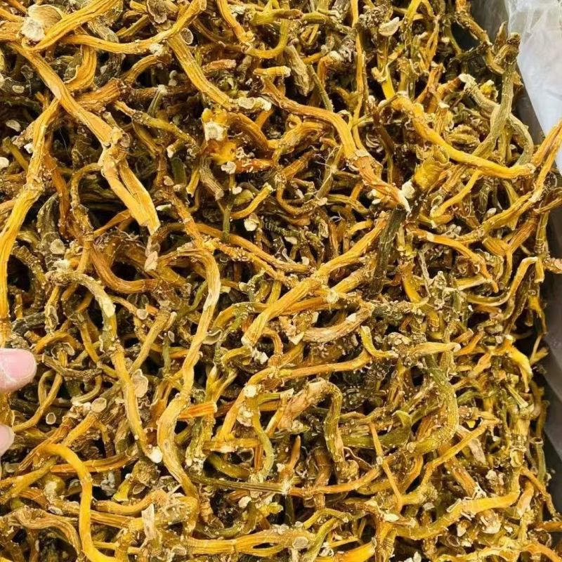 云南玉竹蔵玉竹野生玉竹云南玉竹蔵玉竹野生玉竹批发
