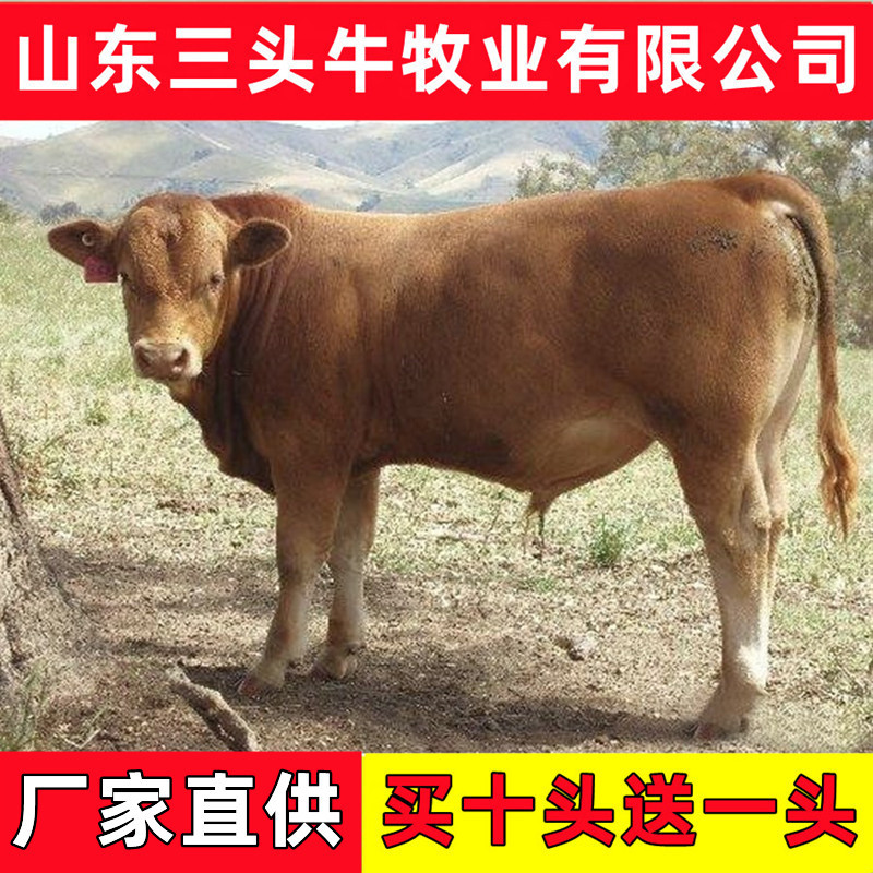 活牛活苗肉牛犊子小牛仔西门塔尔牛犊子小牛犊活苗养殖技术资